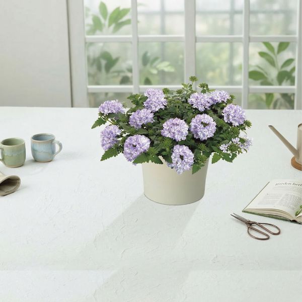 4/30まで申し込み可　【母の日専用】スーパーベナ鉢植え　アイストゥインクル