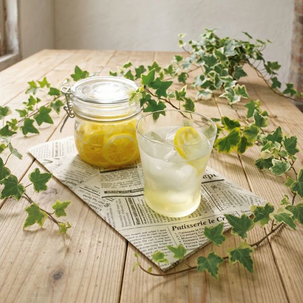 4/30まで申し込み可　【母の日専用】レモン鉢植え