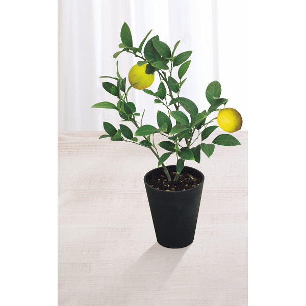 6/15まで申し込み可　【父の日専用】レモン鉢植え