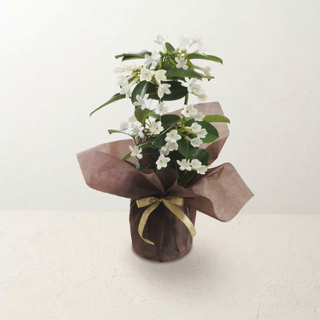 5/11まで申し込み可　【母の日専用】マダガスカルジャスミン鉢植え