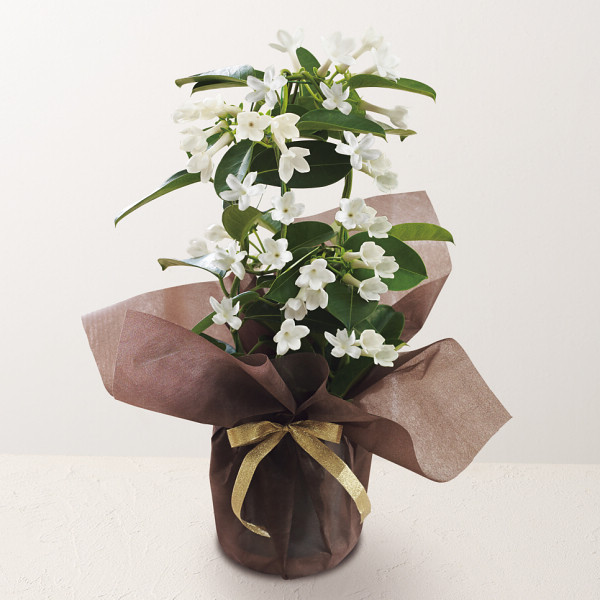 6/15まで申し込み可　【父の日専用】マダガスカルジャスミン鉢植え