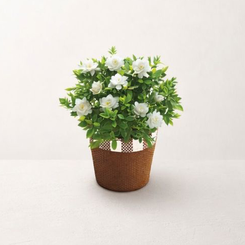 5/11まで申し込み可　【母の日専用】ガーデニア鉢植え