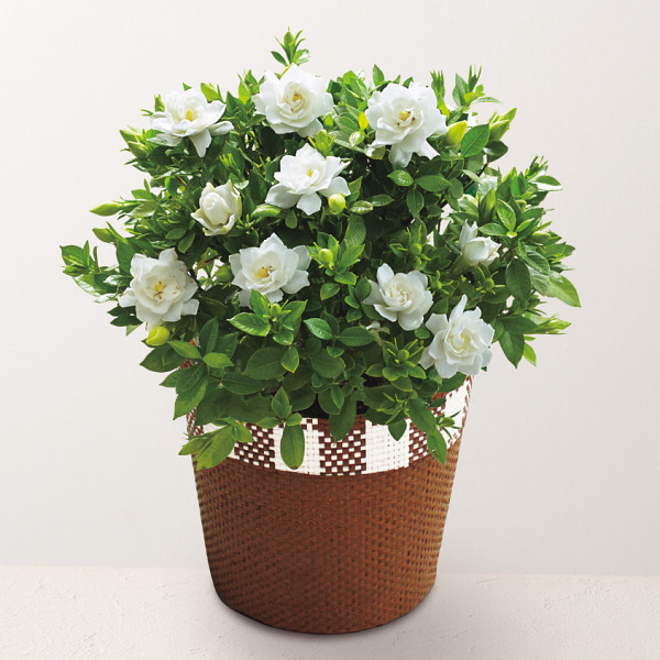 6/15まで申し込み可　【父の日専用】ガーデニア鉢植え