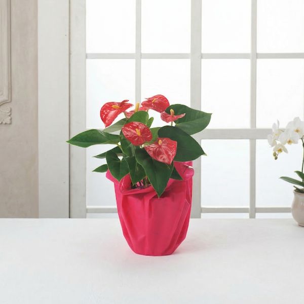 5/17まで申し込み可　【母の日専用】アンスリウム鉢植え