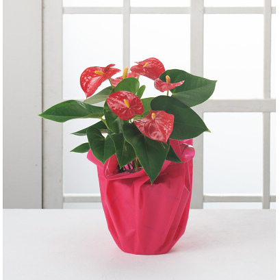 6/21まで申し込み可　【父の日専用】アンスリウム鉢植え