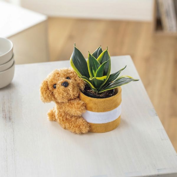 4/30まで申し込み可　【母の日専用】プードルポットサンスベリア　ハニーイエロー
