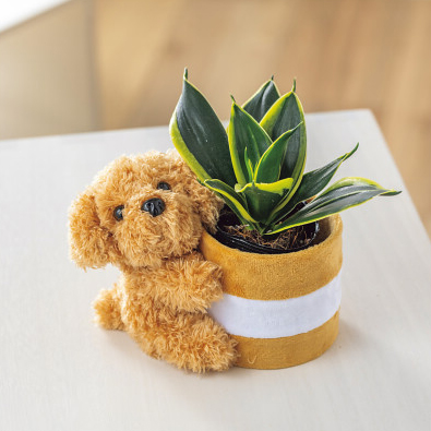 6/15まで申し込み可　【父の日専用】プードルポットサンスベリア　ハニーイエロー