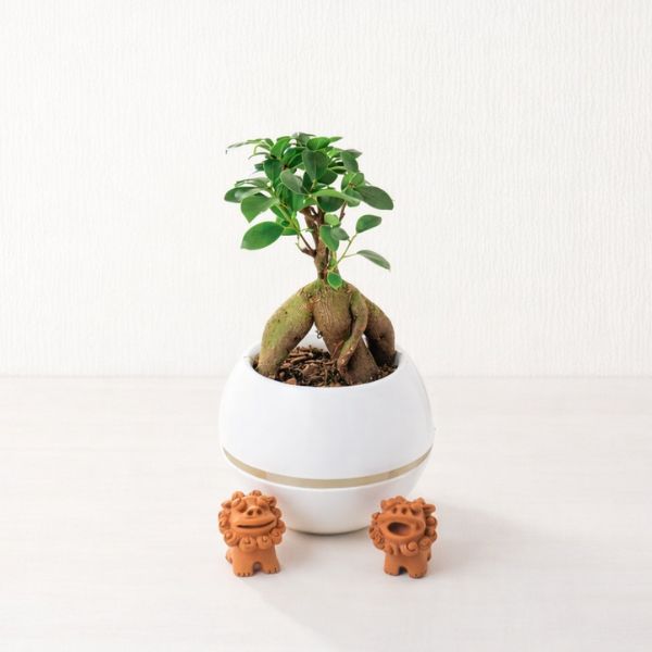 4/30まで申し込み可　【母の日専用】ガジュマル　シーサー　丸鉢５号鉢