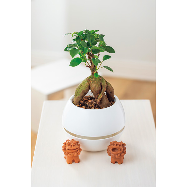 6/15まで申し込み可　【父の日専用】ガジュマル　シーサー　丸鉢５号鉢