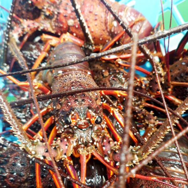 南房総・館山産地直送！伊勢海老