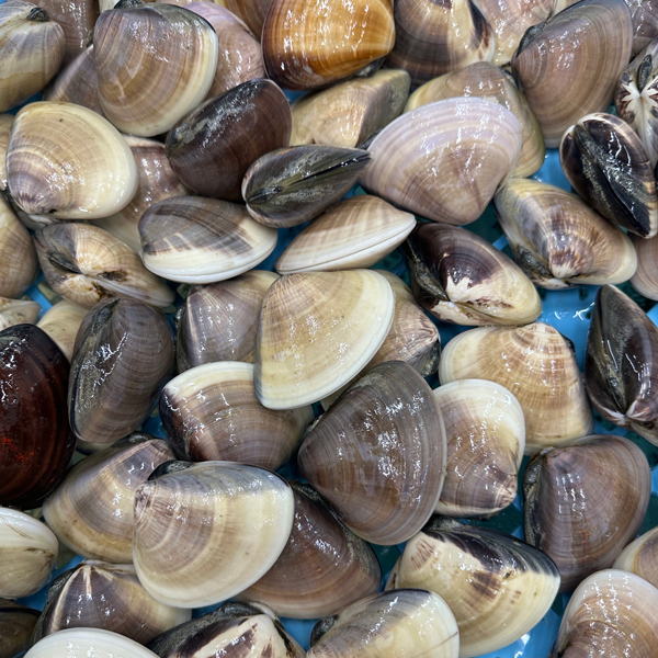 南房総・館山産地直送！特大活地ハマグリ