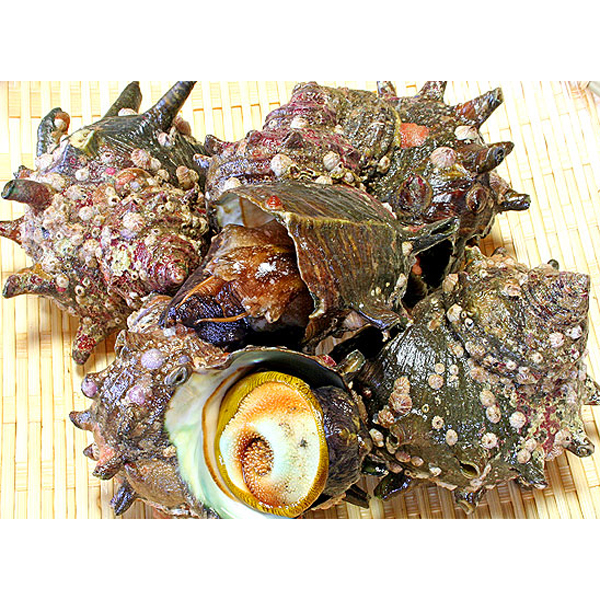 南房総・館山産地直送！活サザエ