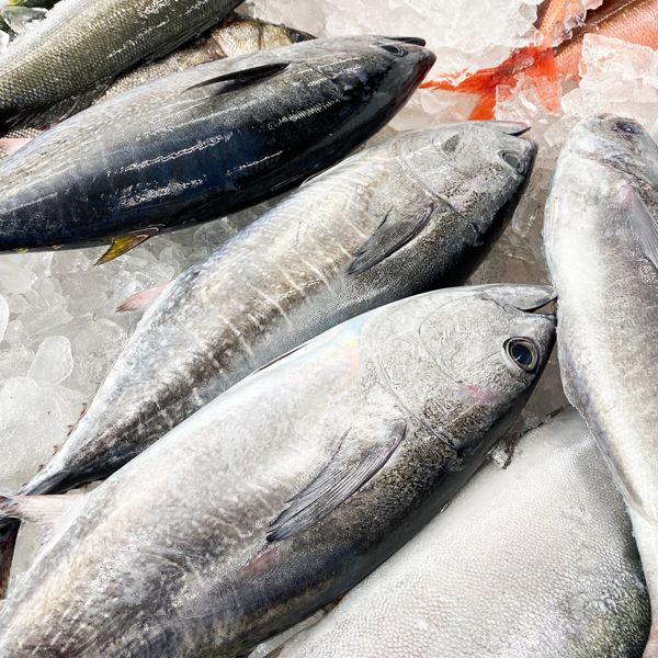 南房総・館山産地直送！朝獲れメジマグロ