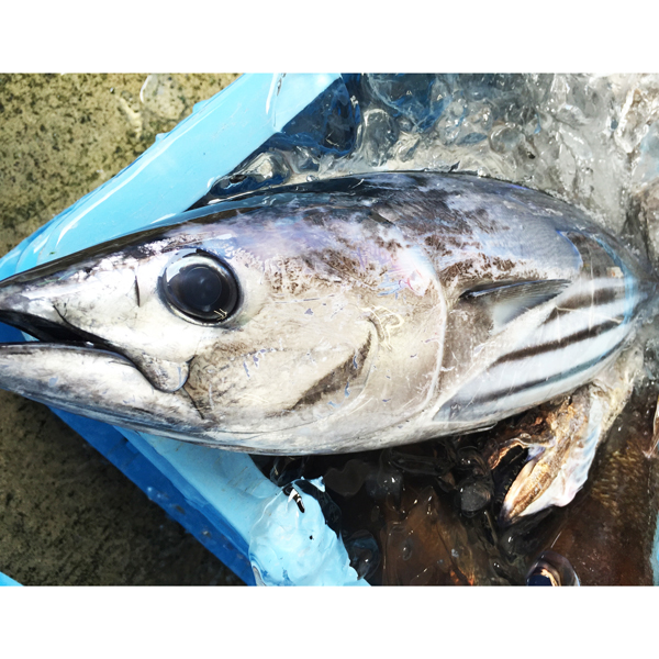 南房総・館山産地直送！朝獲れ春カツオ