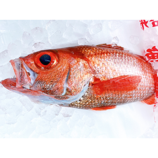 南房総・館山産地直送！朝獲れアカムツ