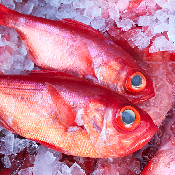 房総の魚が旨い理由