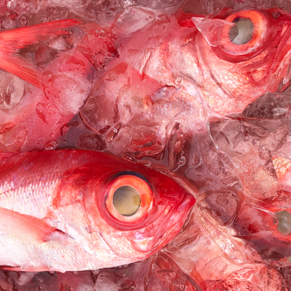 房総の魚が旨い理由