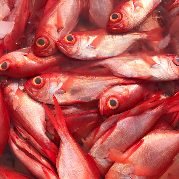 房総の魚が旨い理由