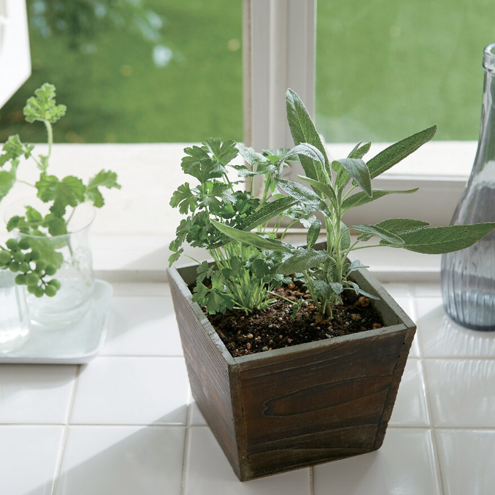 プチハーブ寄せ植え(サラダ系)