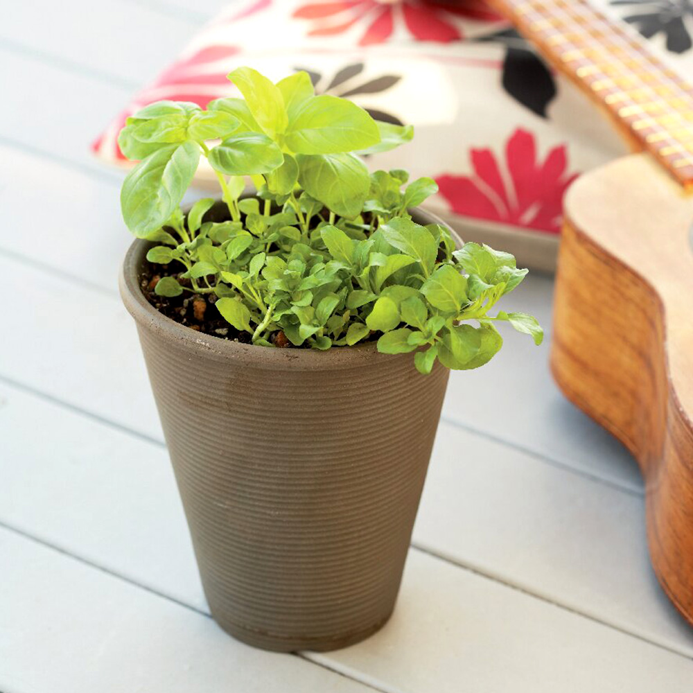 プチ・ハーブ寄せ植え