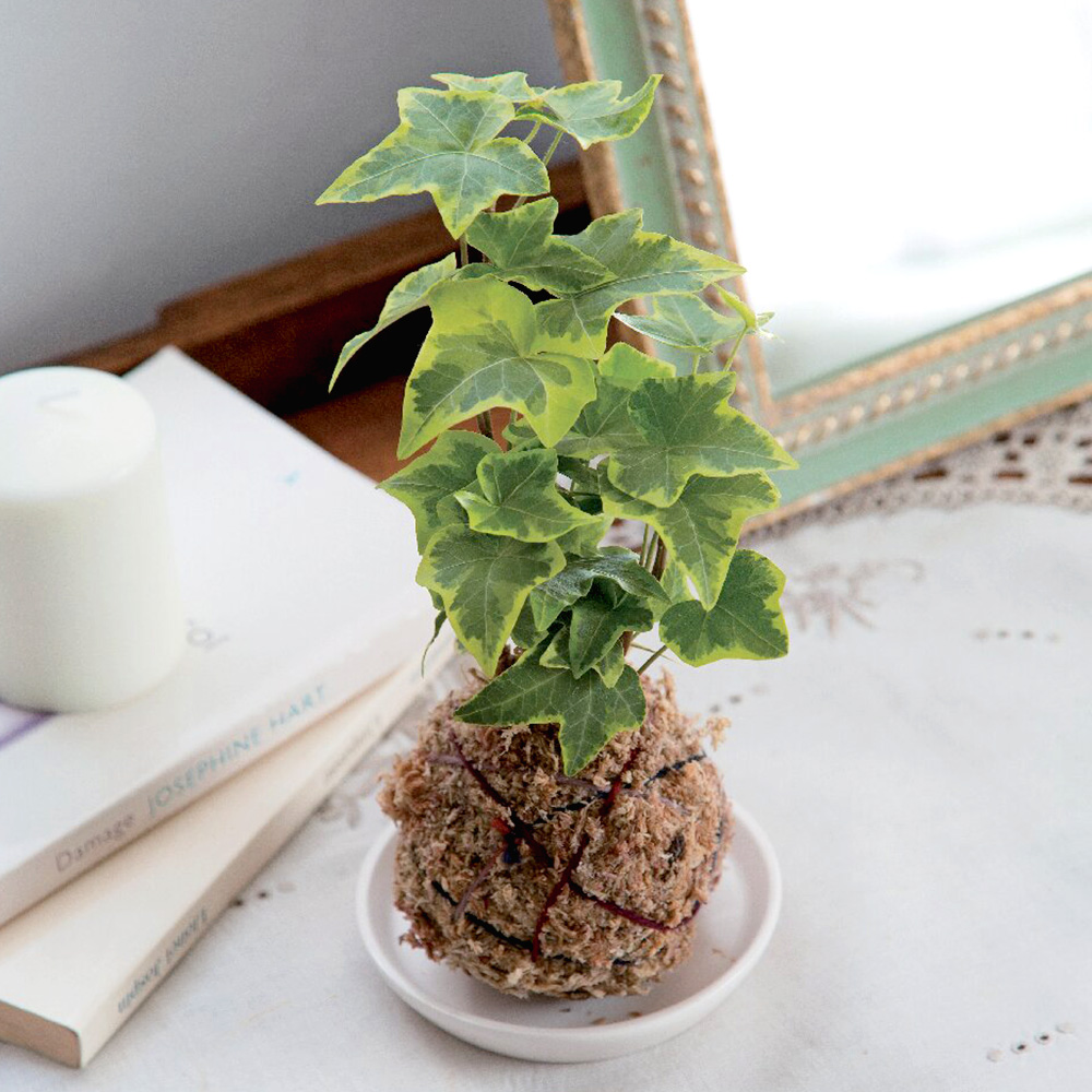 モスボール アイビー