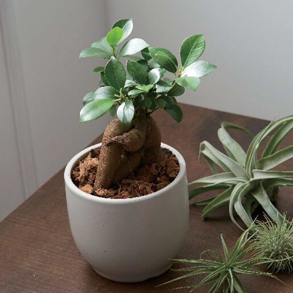 プチ・ガジュマルN