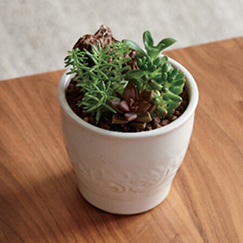 多肉植物のミニ寄せ植え