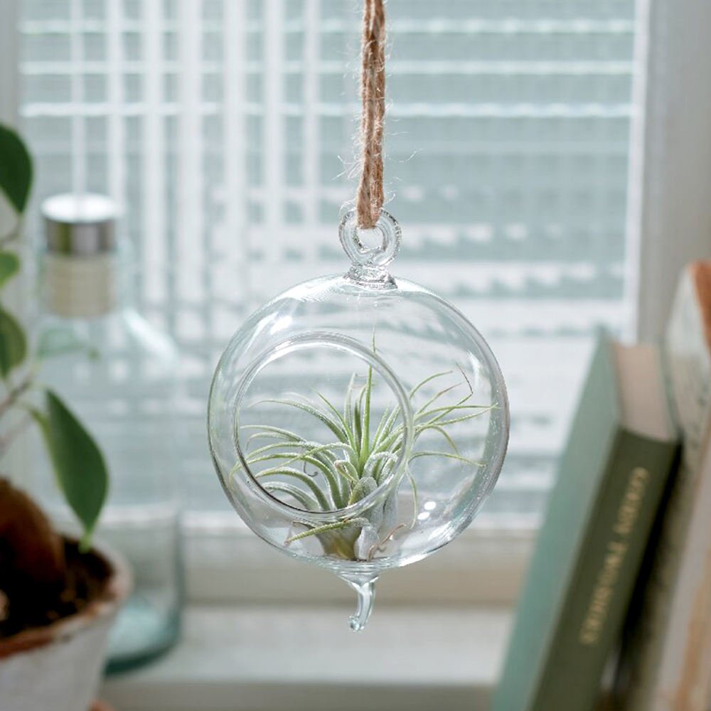 エアプランツ(ハンギングベイスボール)