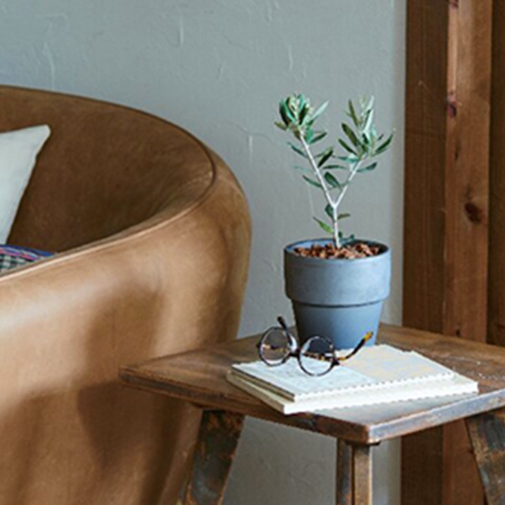 オリーブ素焼鉢植え