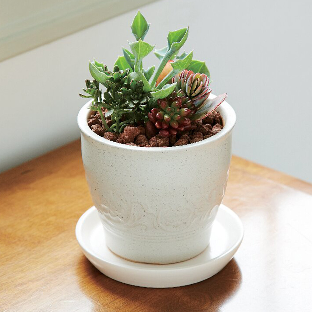 多肉植物寄せ植え