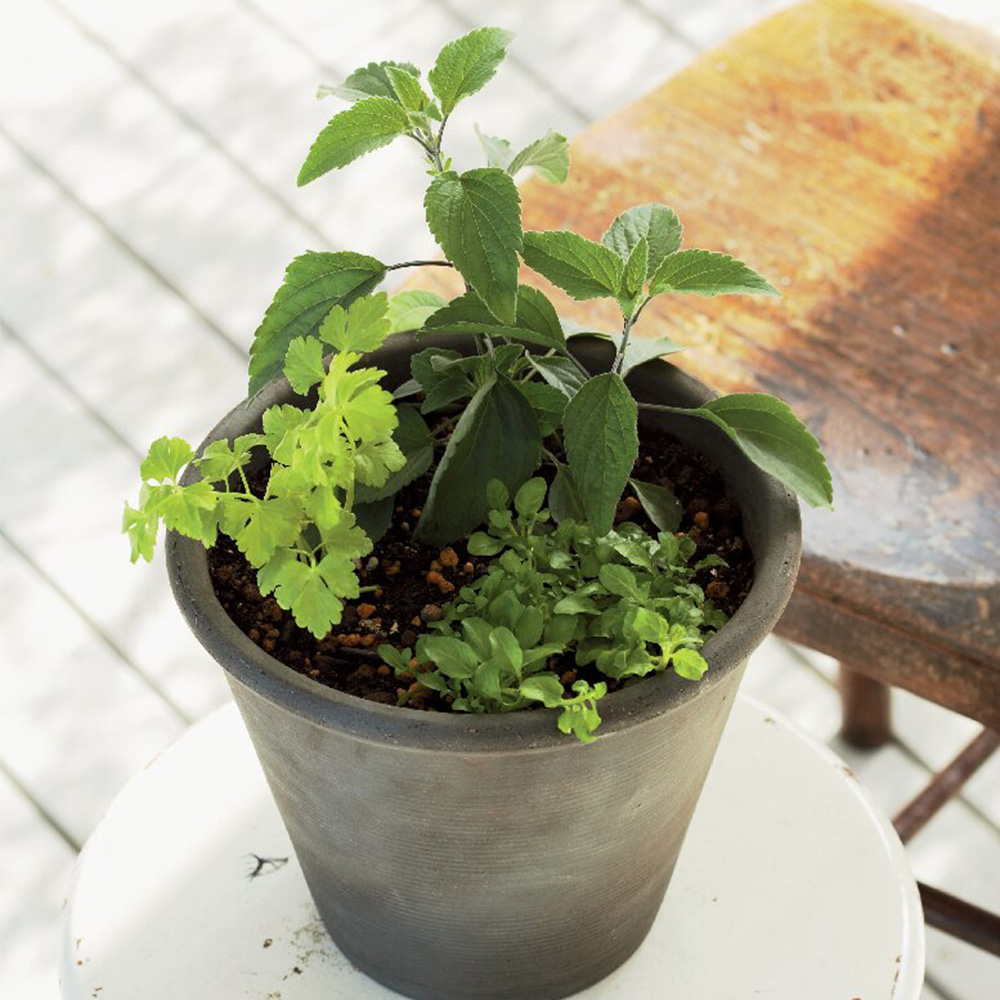 ハーブ寄せ植え