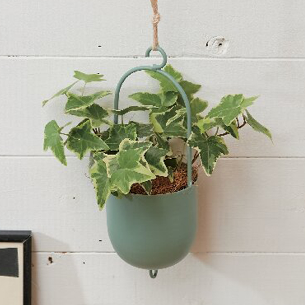 アイビー(ファンヌ ハンギング)