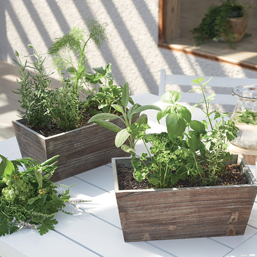 ハーブ寄せ植え(サラダ系)