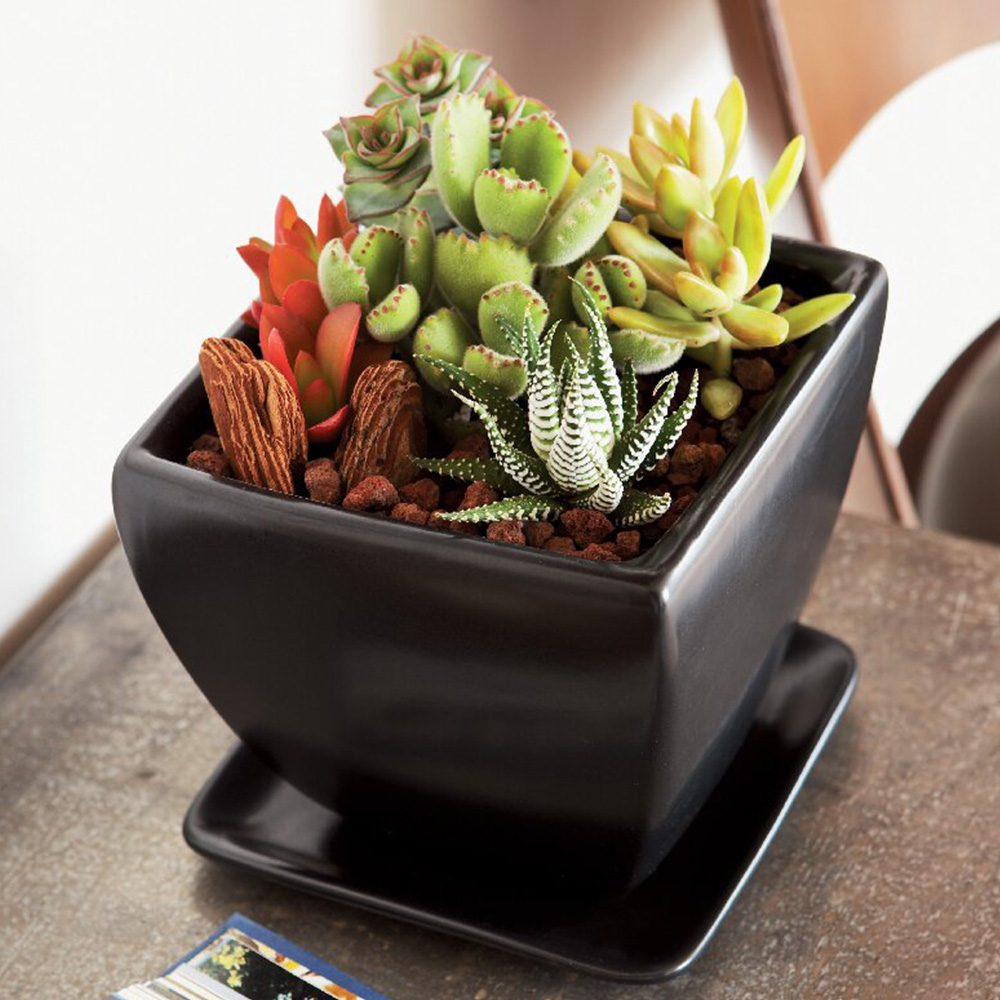 多肉植物寄せ植え