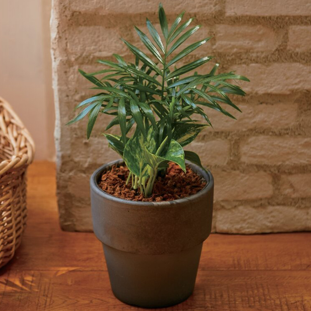 テーブルヤシとポトス寄せ植え