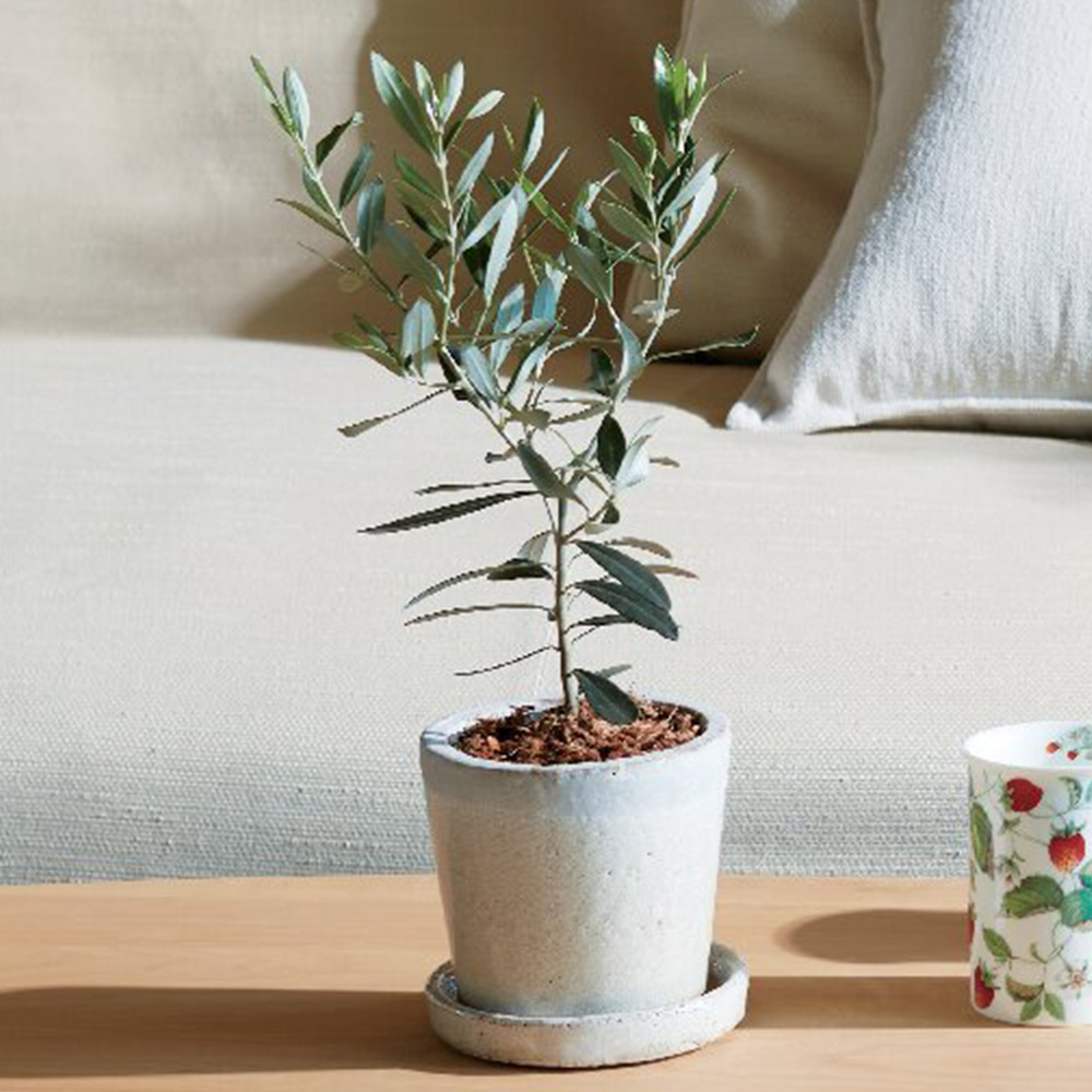 オリーブ(クレーバ)