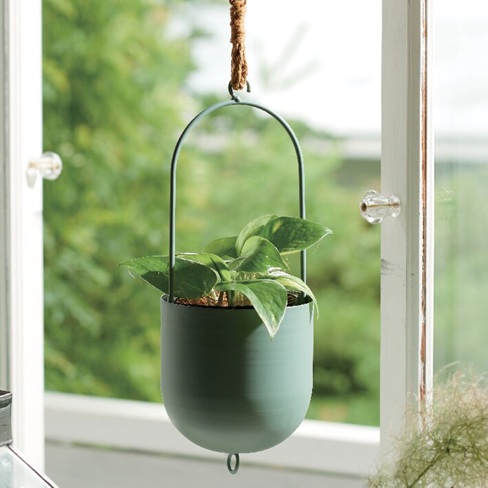 ポトス(ファンヌ ハンギング)