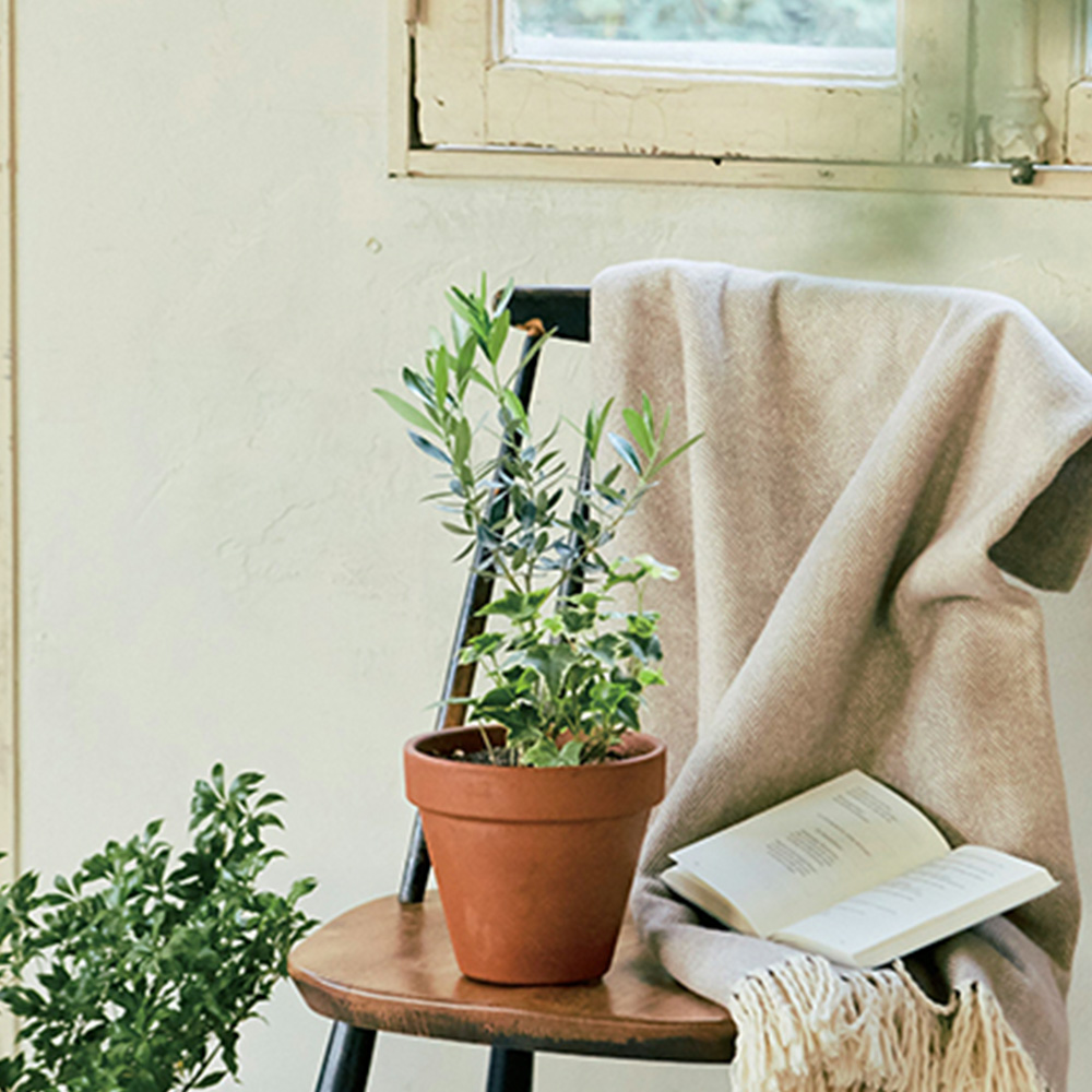 オリーブ陶器寄せ植え
