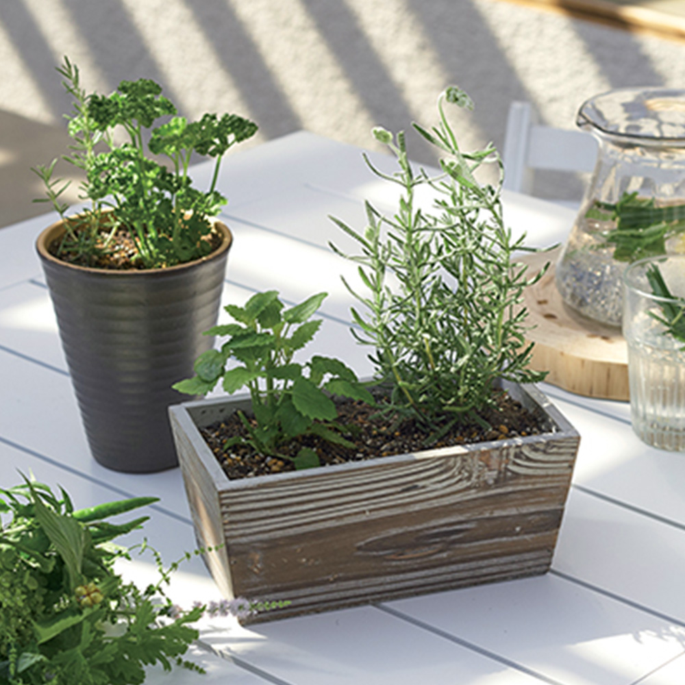 ハーブ寄せ植えセット(サラダ系とプチ・ハーブ寄せ植え)
