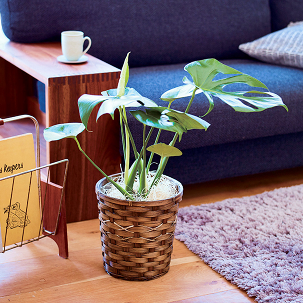 モンステラバスケット入