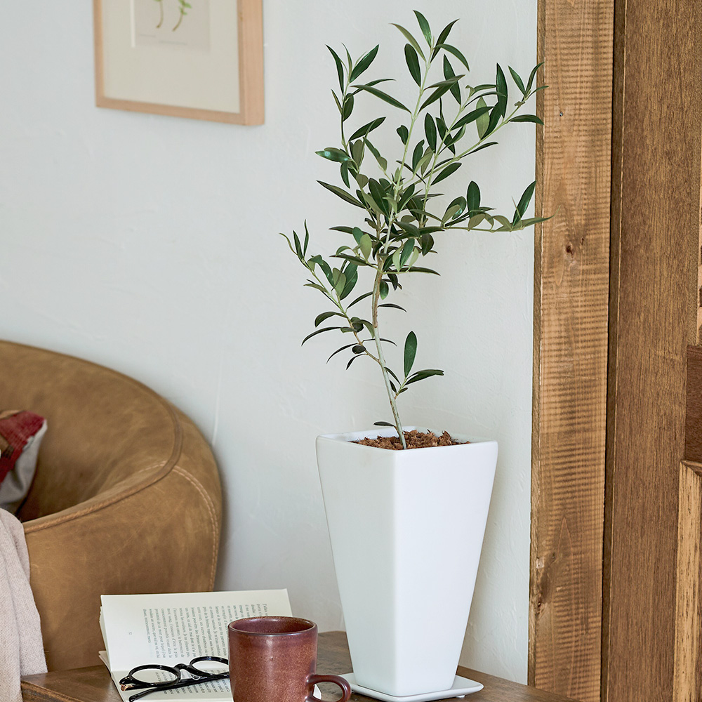 オリーブ陶器鉢植え