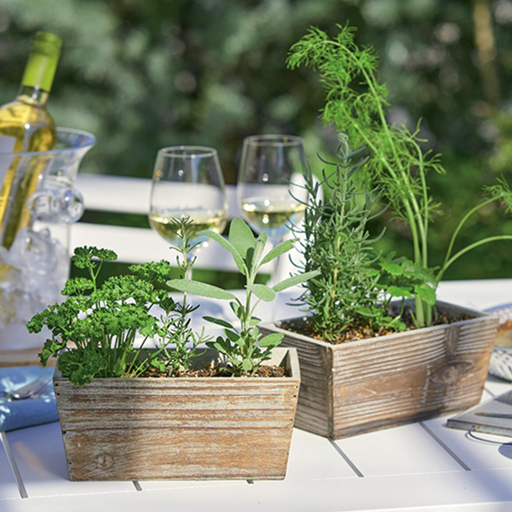 ハーブ寄せ植えセット(サラダ系・ティー系)