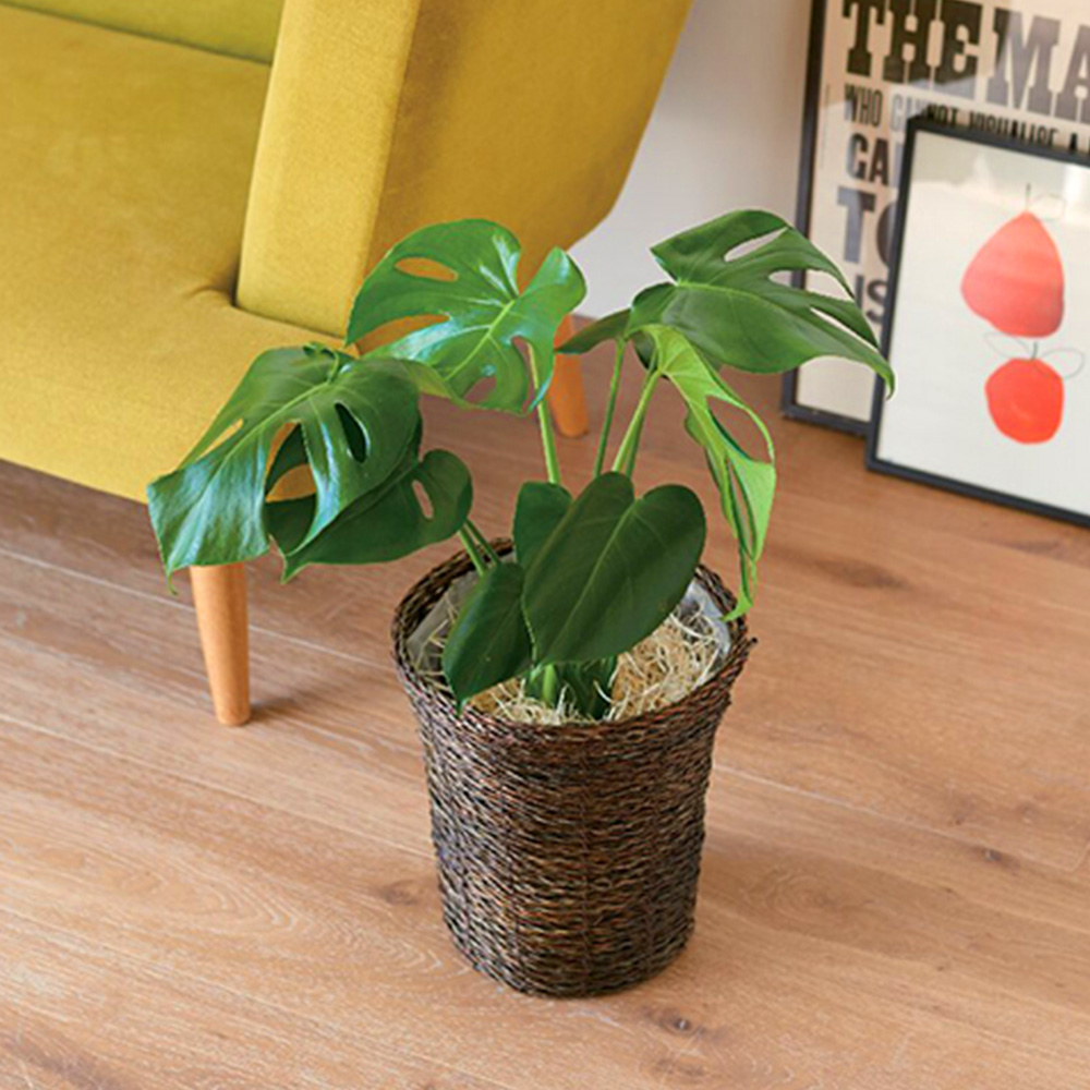 モンステラ鉢植え