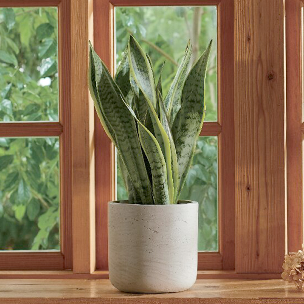 サンスベリア(カッセル ユーポット)