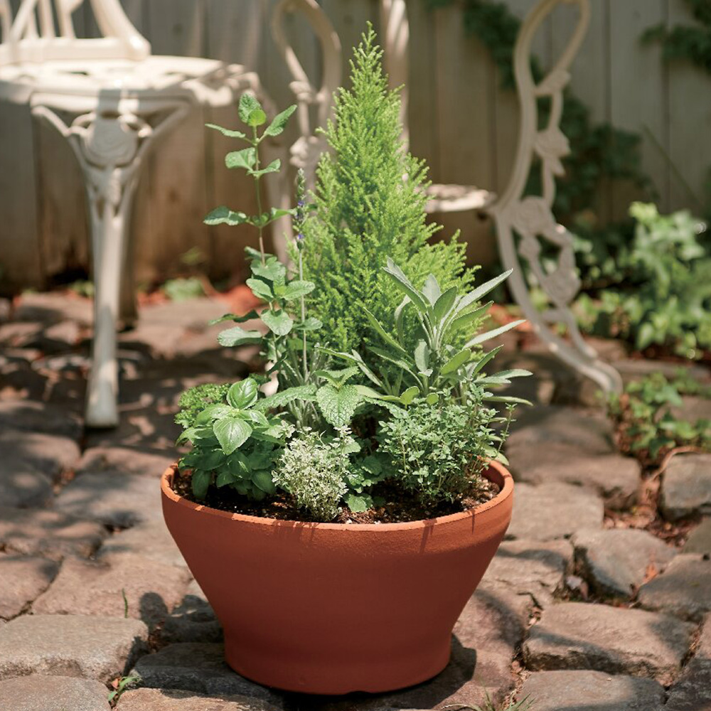 ハーブ寄せ植え