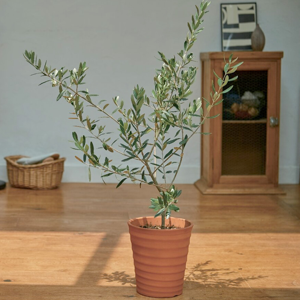 オリーブ素焼鉢植え