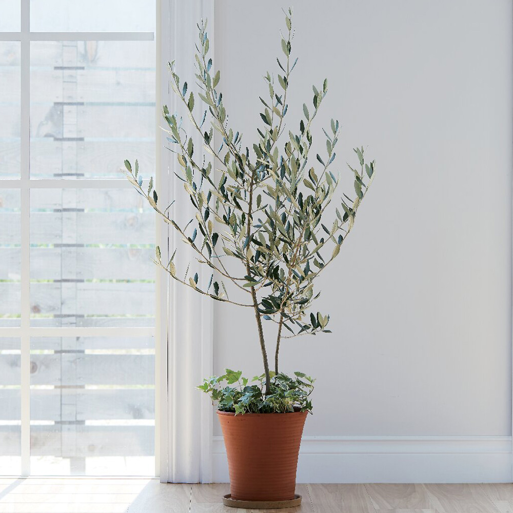 オリーブ陶器寄せ植え