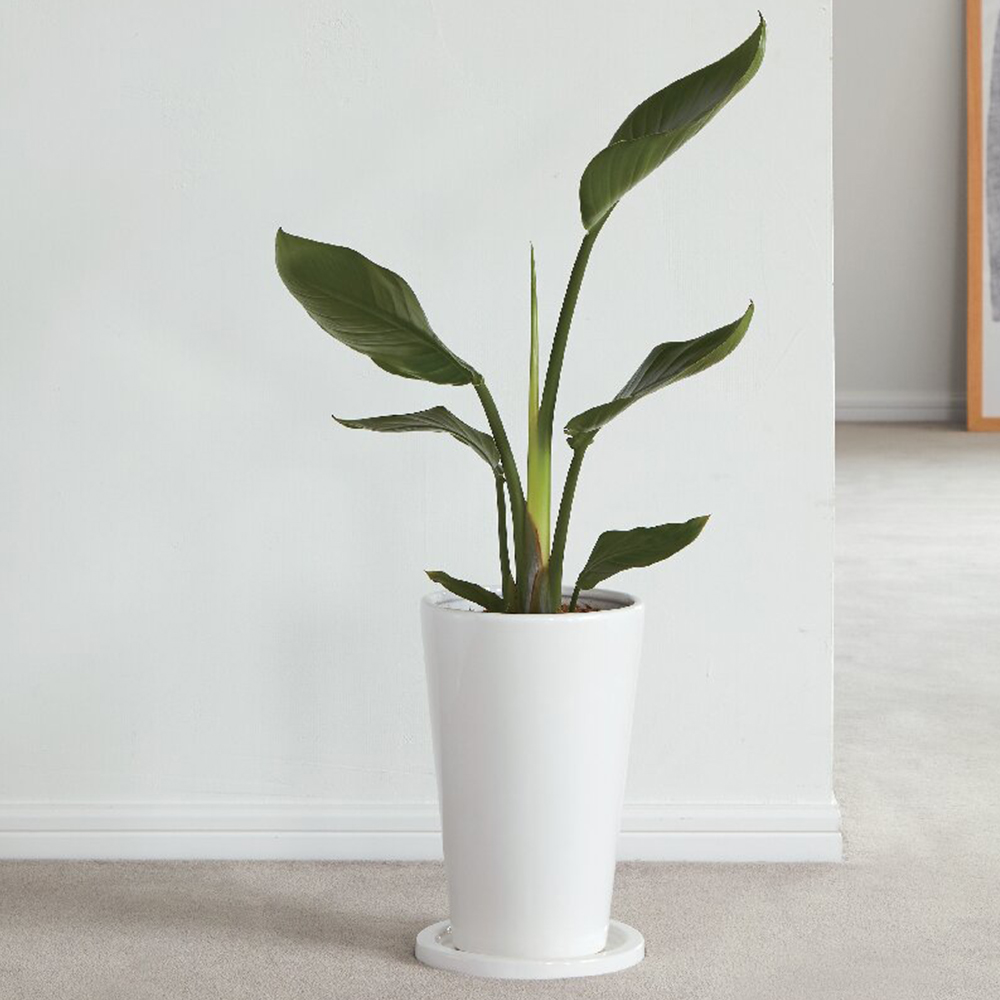 オーガスタ陶器鉢植え