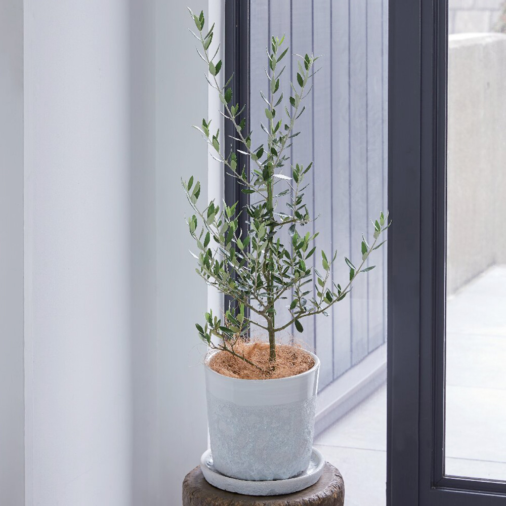 オリーブ(ハレー)