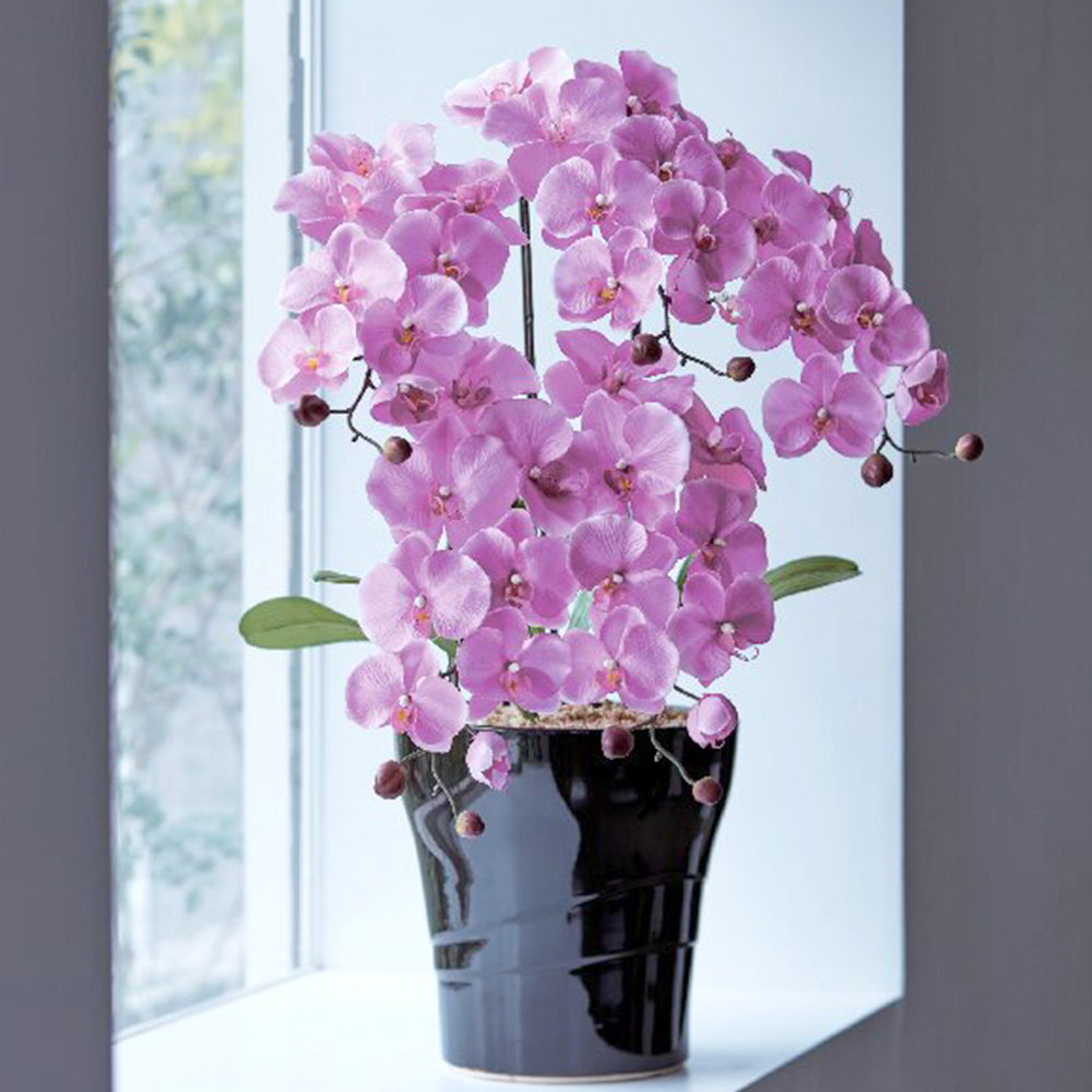 エレガントクイーン胡蝶蘭L